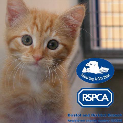Bristol RSPCA Dogs and Cats Home 
