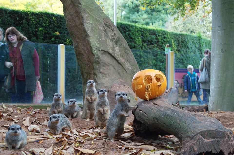 Bristol Zoo - Meerkats