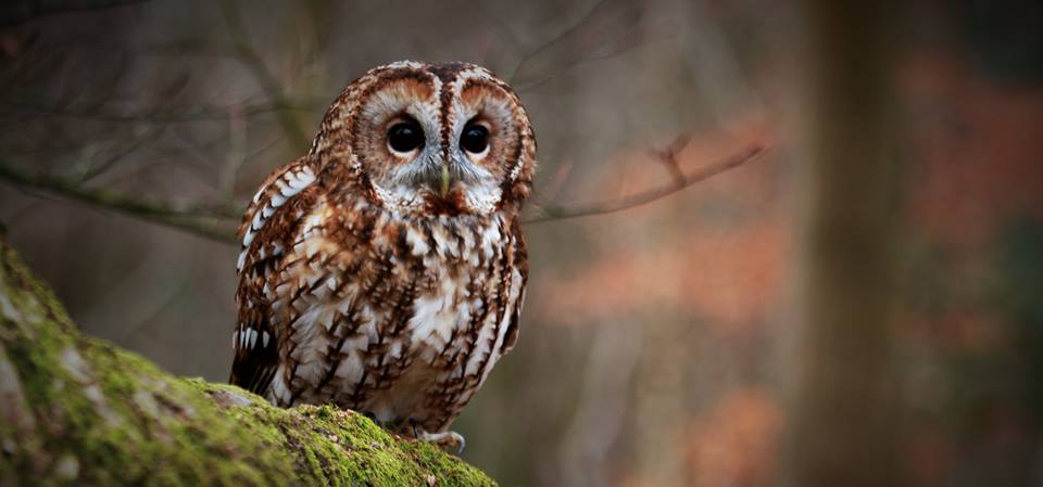 Owl Prowl Bristol