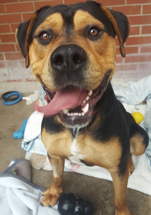 Percy from Bristol Cats and Dogs Home 