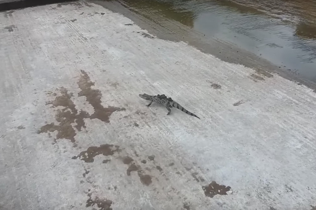 Bristol alligator