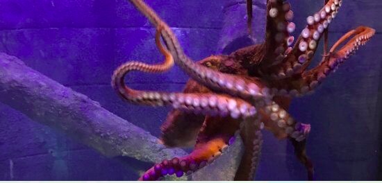 Octopus at Bristol Aquarium