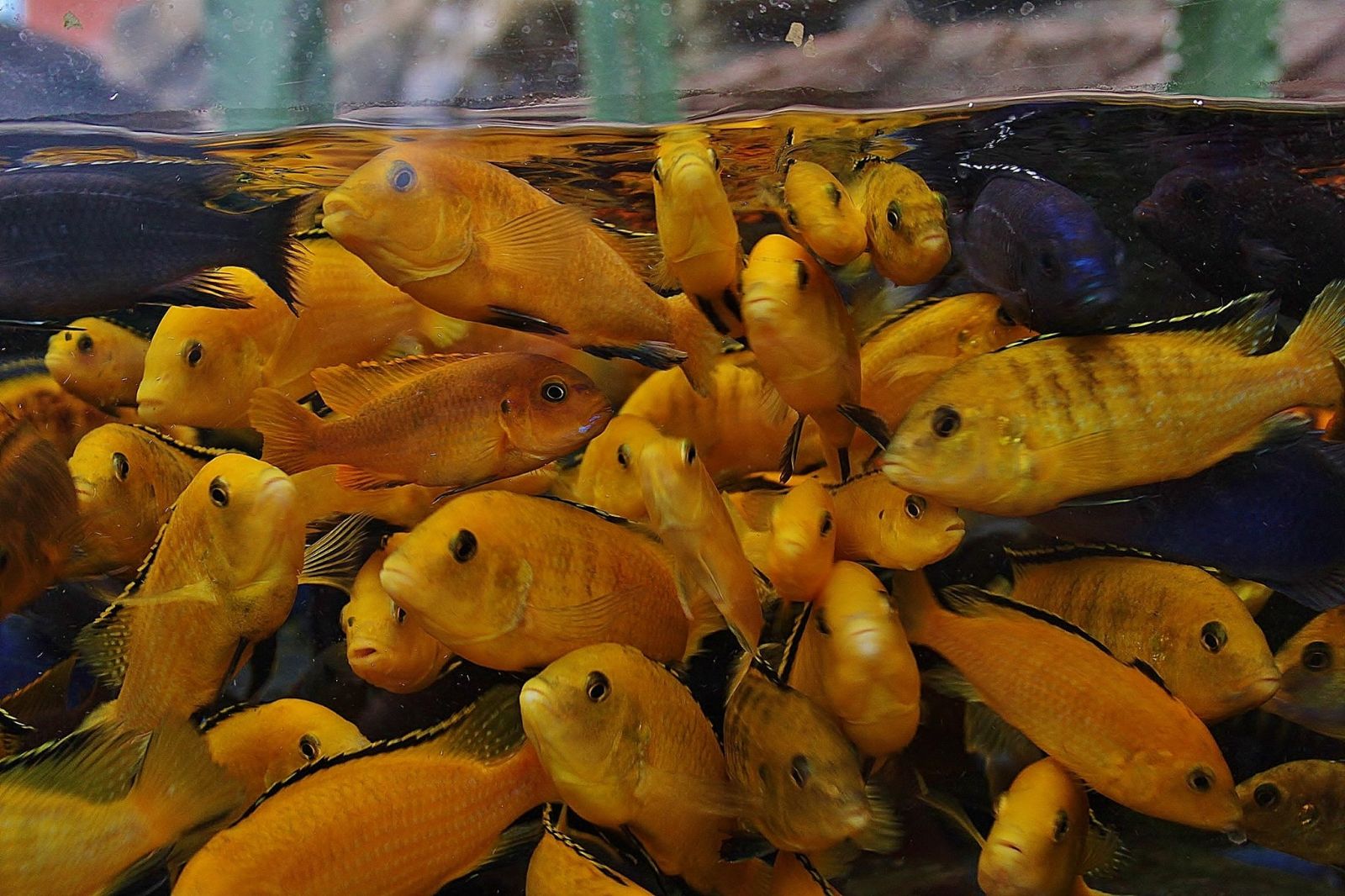 Aqua Tots at Bristol Aquarium 