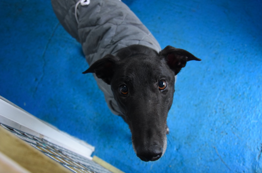 Bristol DAWG Greyhound & Lurcher Charity