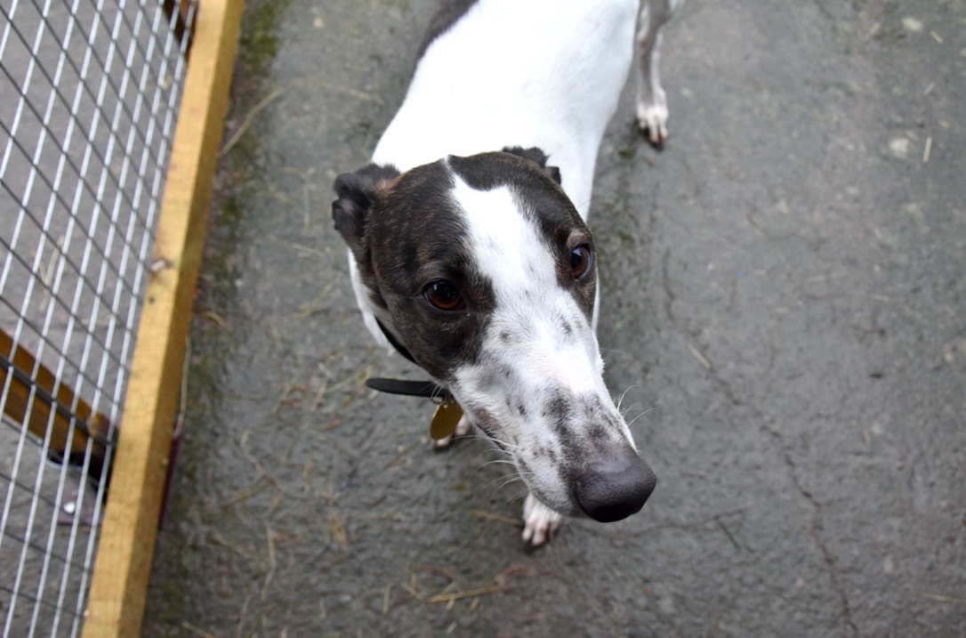 Bristol DAWG Greyhound & Lurcher Charity