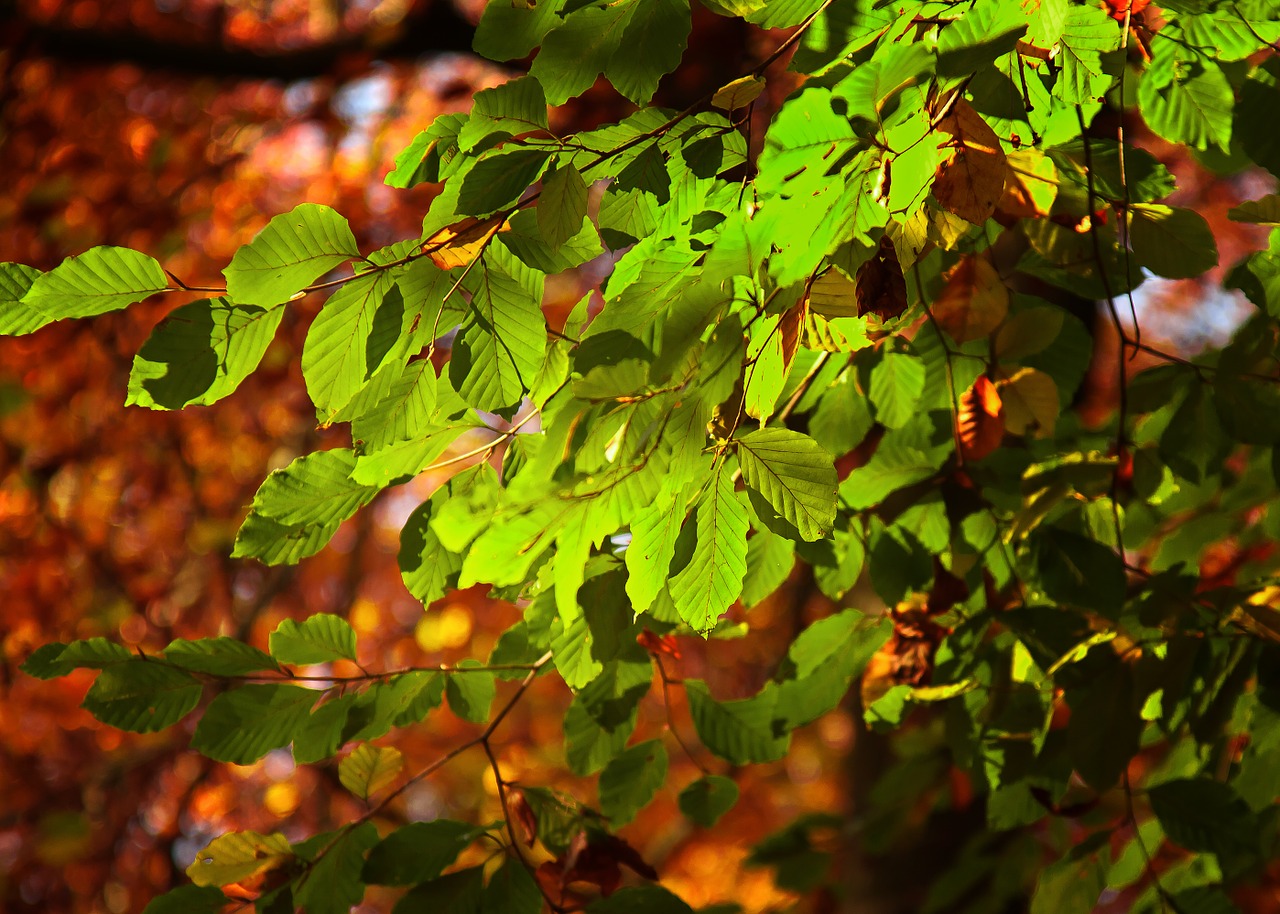 365Bristol | Avon Gorge Wildlife Project Tree-gazing
