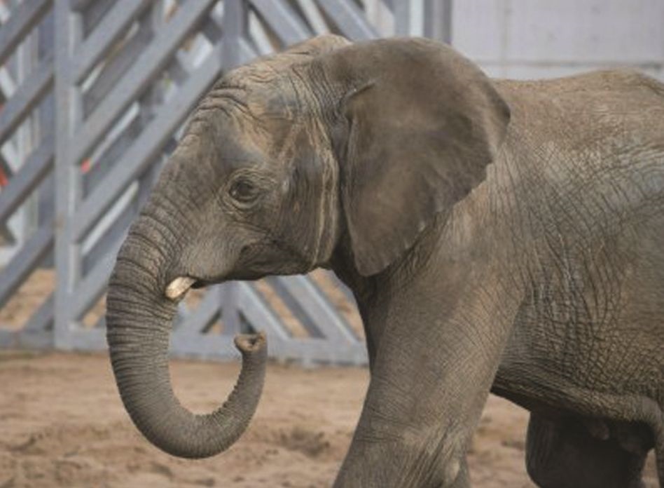 Noah's Ark Zoo Farm - Elephant Eden