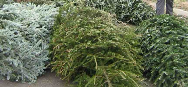 christmas tree collections in bristol by bristol city christmas tree collections in bristol by bristol city