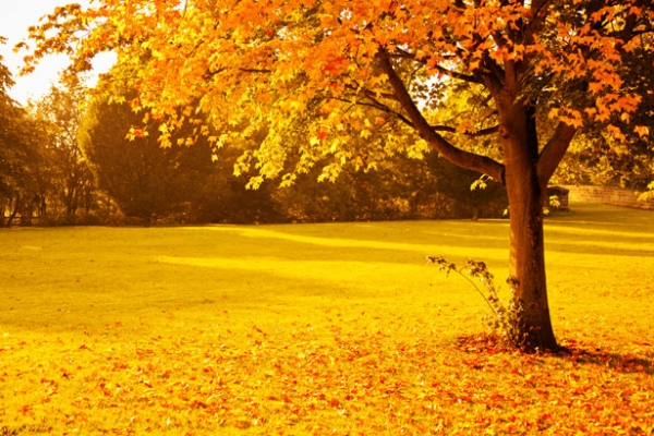 Bristol Weekly Weather Forecast - Beautiful Autumn Sunshine 