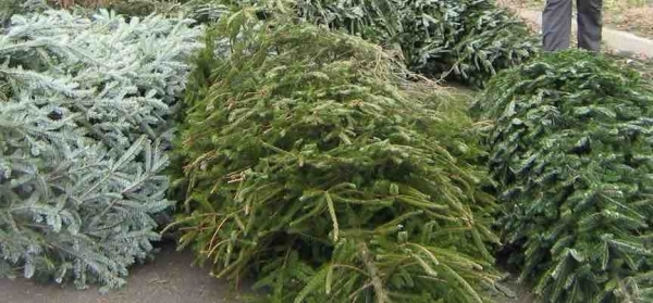 Christmas Tree Recycling Dates in Bristol