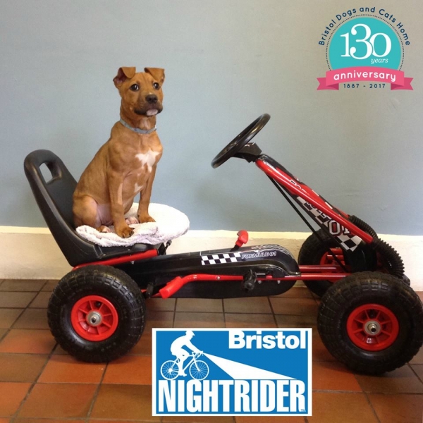 Jessica-Pup is in training for Nightrider Bristol, are you?