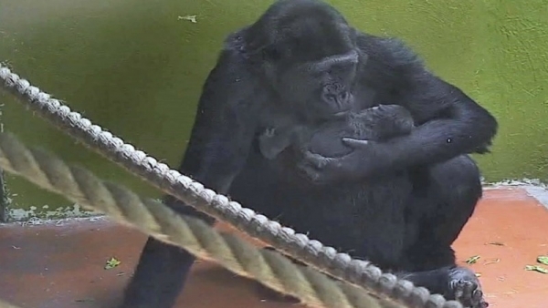 Bristol Zoo welcomes birth of a baby gorilla