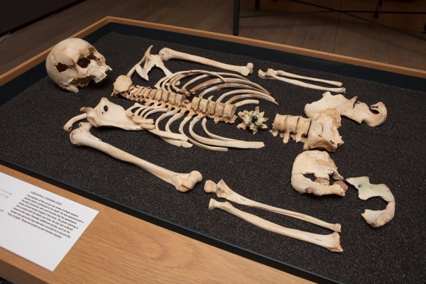 See Bristol's bones at M Shed until 3rd September