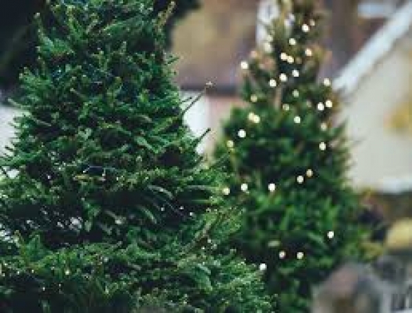 Where to buy fresh Christmas Trees in Bristol 2017