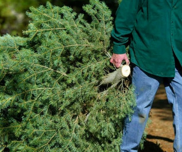 Christmas Tree collection in Bristol during January 2018