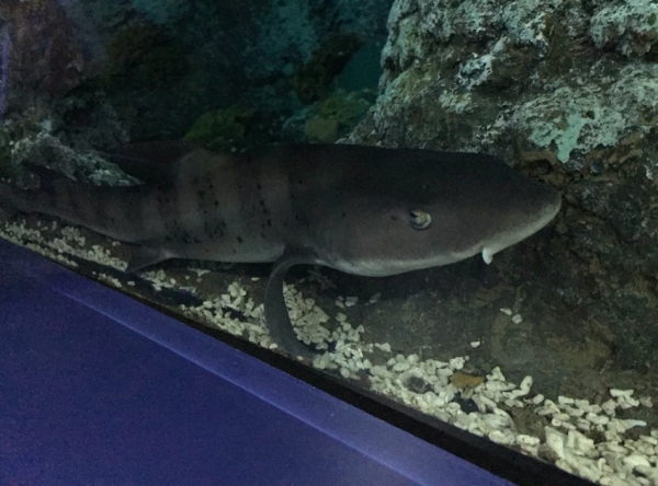 New sharks arrive at Bristol city centre Aquarium