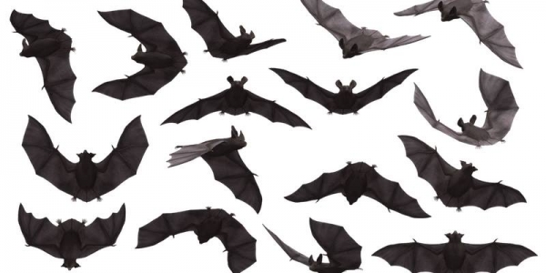 Explore the night sky on an Evening Bat Walk in South Purdown on Friday 31st August