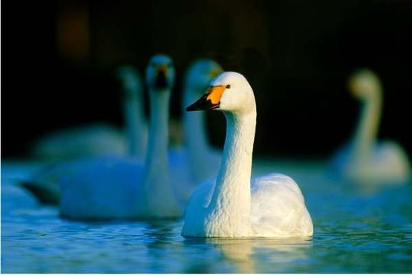 Swan Supper Evenings at WWT Slimbridge Wetland Centre on Friday 11th & Saturday 12th January 2019