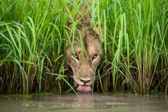 Wildlife Photographer of the Year 2018 at M Shed in Bristol