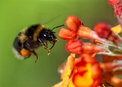 The Wildlife Photographer of the Year Awards