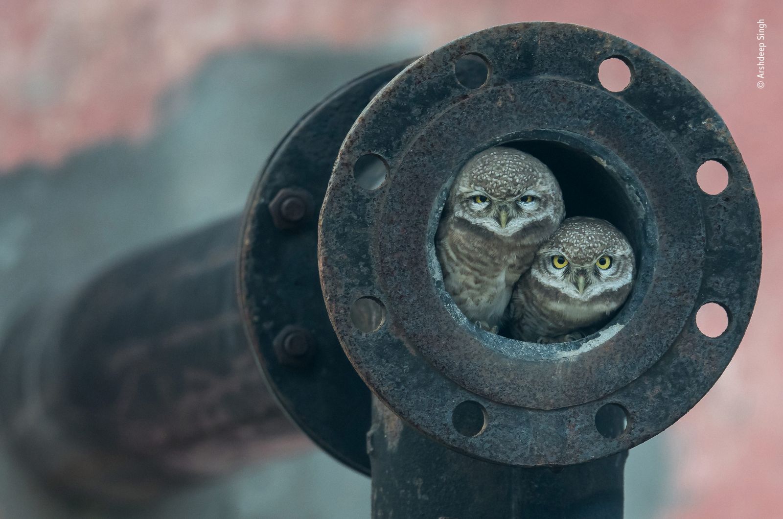 © Arshdeep Singh - Wildlife Photographer of the Year