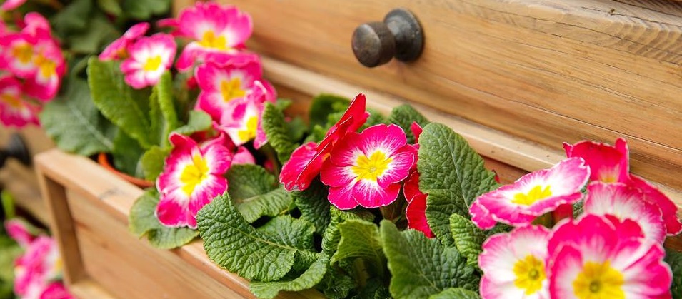 Flowers at Almondsbury Garden Centre in Bristol