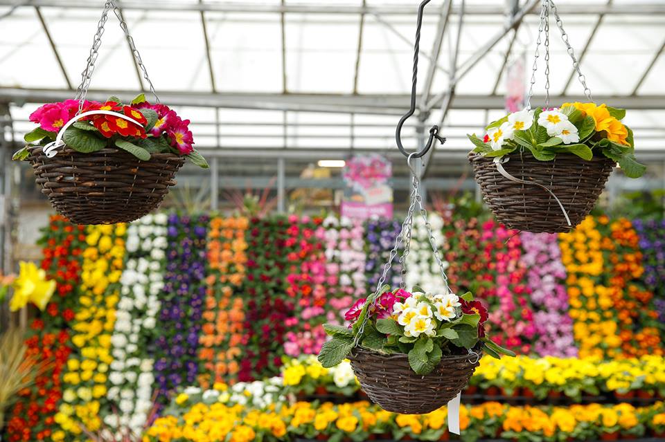 Hanging Baskets at Almondsbury Garden Centre in Bristol