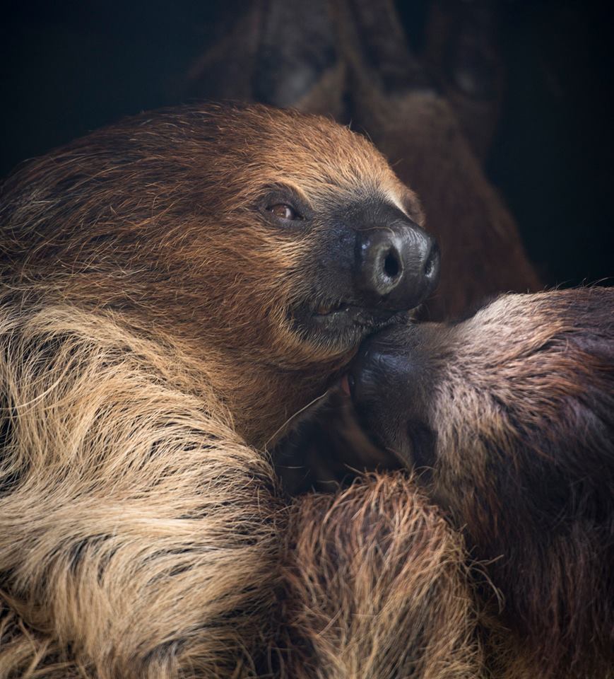 Bristol Zoo - Sloths