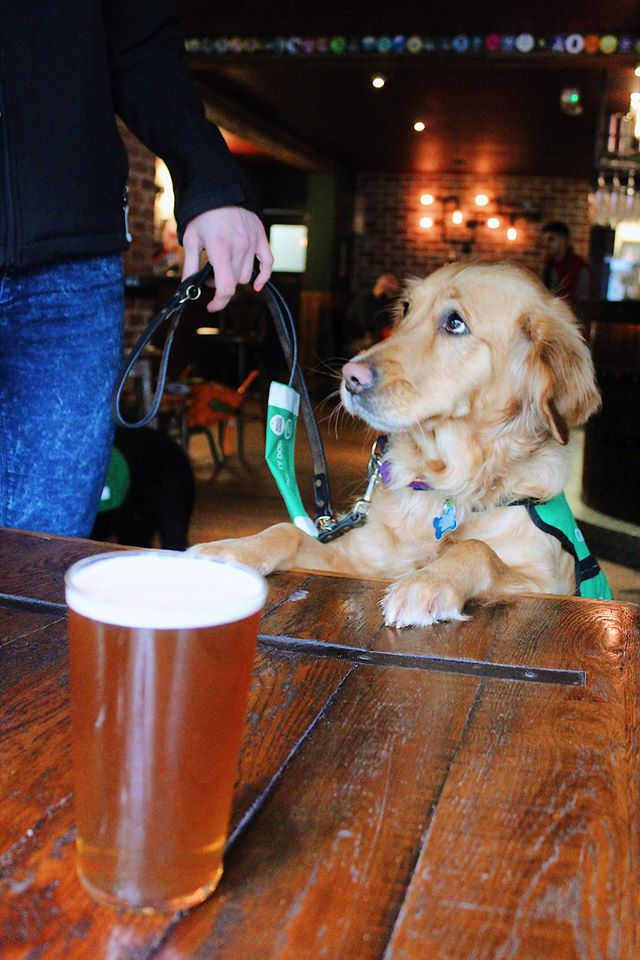 The Dogs for Good pups visit the King Street Brew House ahead of the quiz