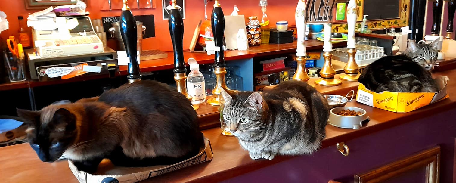 Cats on the bar at The Bag of Nails.