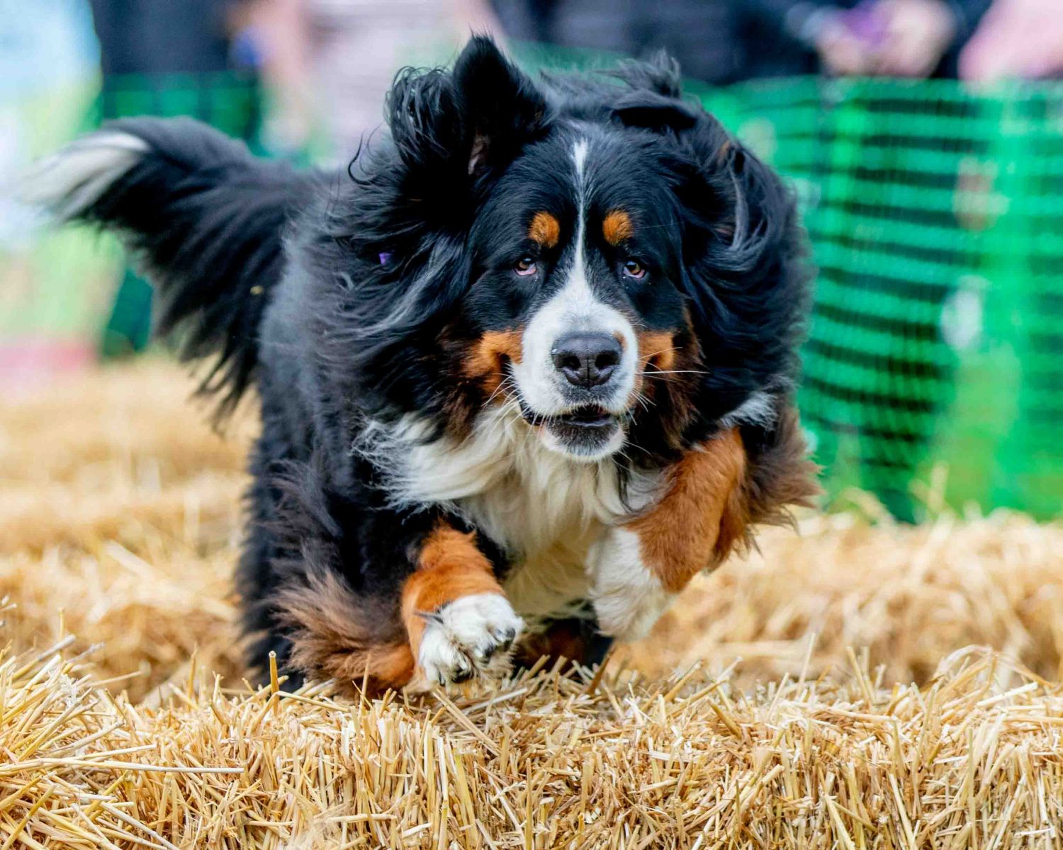 DogFest West 2019.