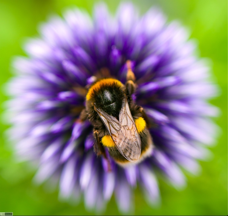 Bee on a Globe Thistle by Neil James Brain from Bristol