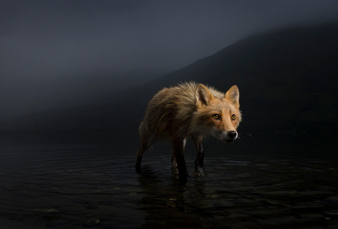 Storm Fox by Jonny Armstrong, featured in the 2021 Wildlife Photographer of the Year exhibition. 