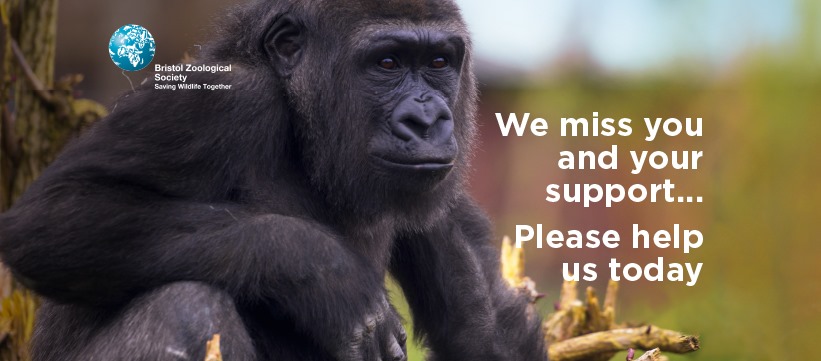 Support Bristol Zoo.