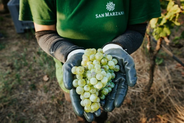 Aqua Bristol to host exclusive San Marzano wine evening this month