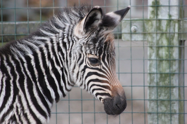 Noah’s Ark Zoo Farm reopens to the public