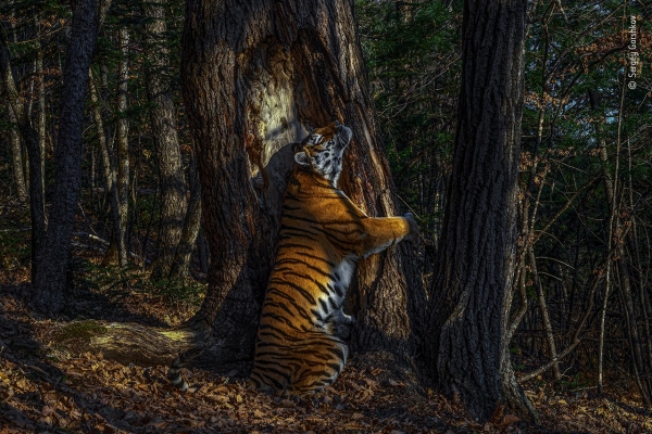 M Shed to host virtual tour of Wildlife Photographer of the Year exhibition