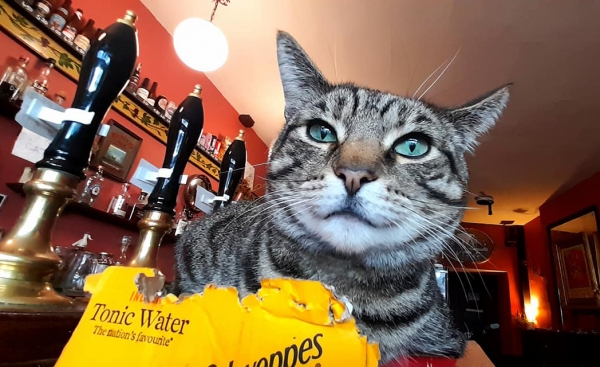 Crowdfunding campaign launched to secure the future of iconic Bristol 'cat pub'