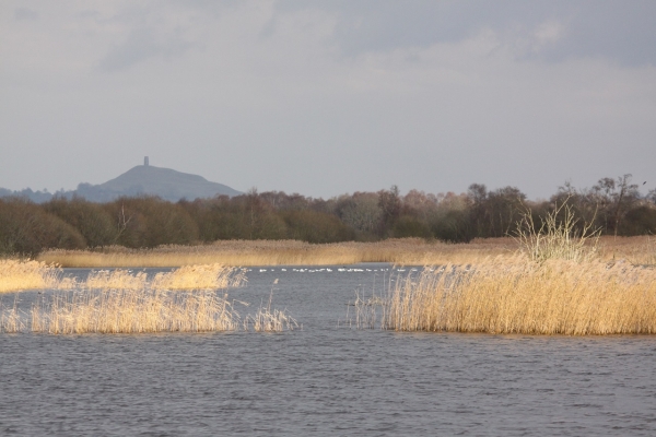 Somerset joins landmark nature recovery project