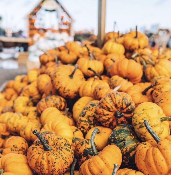 Halloween in Bristol 2023 3 massive pumpkin patches just outside Bristol