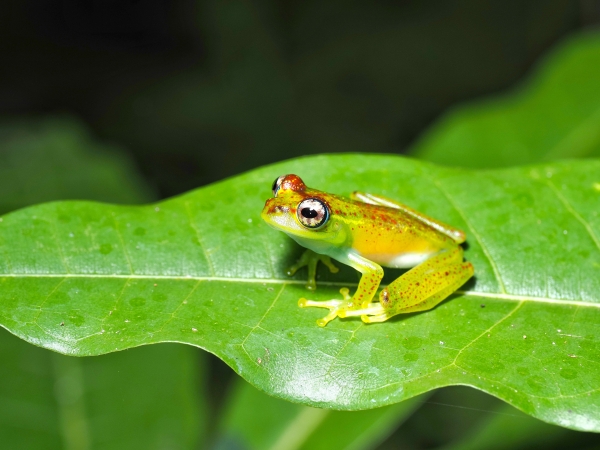 Charity behind Bristol Zoo Project pledge to save 97 endangered species