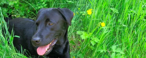 7 of the Best Dog Walks in Bristol