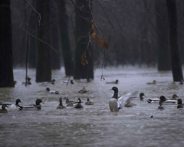 bristol-weekly-weather-forecast-lovely-weather-for-ducks