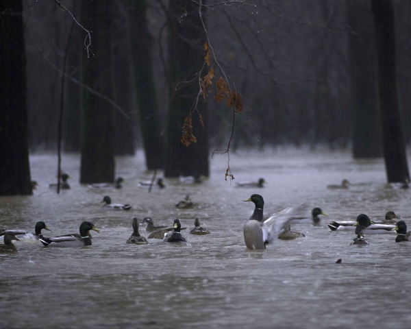 Bristol Weekly Weather Forecast Lovely Weather For Ducks