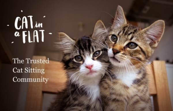 Cat in a Flat Bristol: Become or Find a Trusted Cat Sitter in Your Area