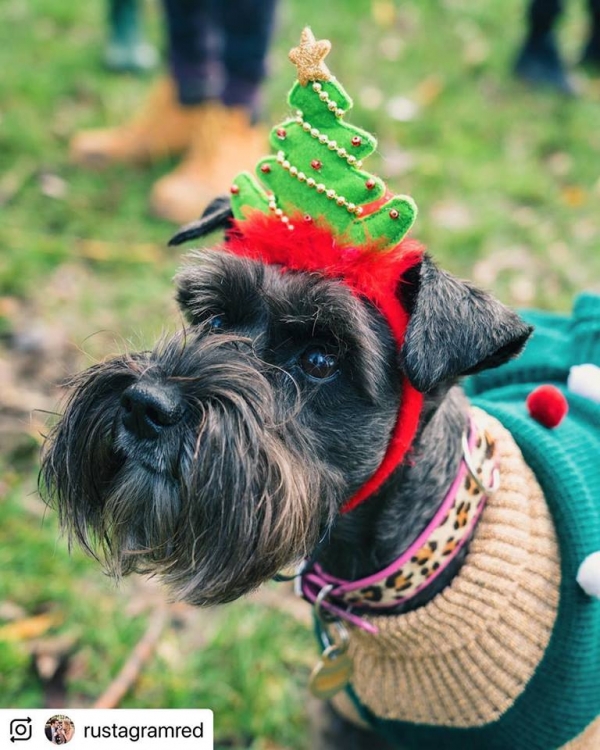 Festive Schnauzer dog walk at Ashton Court on 23 December 2018