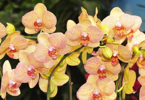Limited spaces available for Orchid Talk at Almondsbury Garden Centre this April