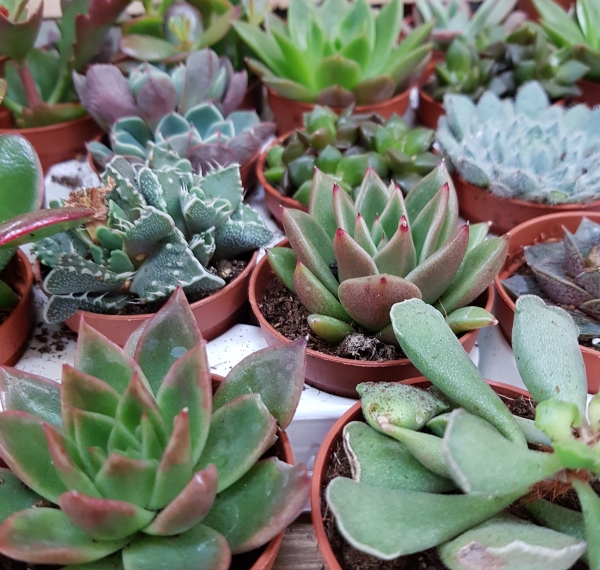 The Galleries is giving away 500 FREE succulents tomorrow! 30 March 2019 | 11 am - 4 pm