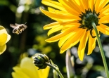 Bee Pollination Festival returns to Bristol this weekend