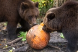 Bristol Zoo Project has all the ingredients for a fun-filled Halloween